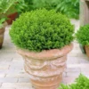 Hebe Emerald Green Globe - Pack Of THREE Plants