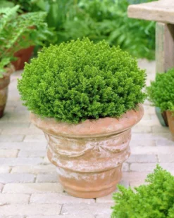 Hebe Emerald Green Globe - Pack Of THREE Plants