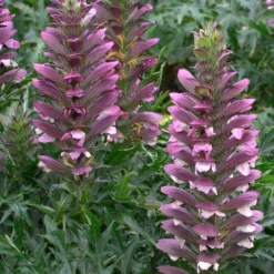 Acanthus Spinosus - Bears Breeches
