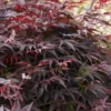 Acer Palmatum Pixie - LARGE - Circa 100-120cm
