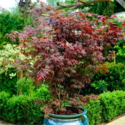 Acer Palmatum Atropurpureum - Purple Japanese Maple - Brilliant Red Autumn Colour -Plant Garden World acer atrop1 750x750 1 2