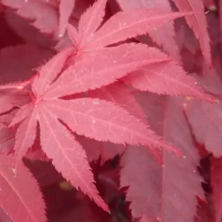 Acer Palmatum Atropurpureum - Purple Japanese Maple - Brilliant Red Autumn Colour -Plant Garden World acer palmatum atropurpureum 750x750 own s12651 ge3 2