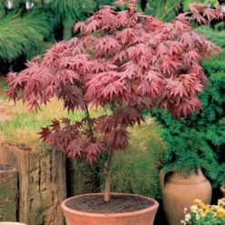 Acer Palmatum Atropurpureum - Purple Japanese Maple - Brilliant Red Autumn Colour -Plant Garden World acer palmatum atropurpureum 750x750 s12651 visi elbo08377 ge1 2