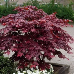Acer Palmatum Atropurpureum - Purple Japanese Maple - Brilliant Red Autumn Colour
