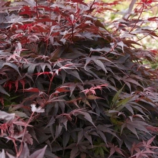Acer Palmatum Pixie - LARGE - Circa 100-120cm 1 Acer Palmatum Pixie - LARGE - Circa 100-120cm