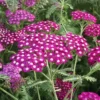 Achillea Vintage Violet
