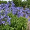 Agapanthus Africanus Blue Umbrella - Blue Lily Of The Nile