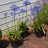 Agapanthus Charlotte - Hardy Blue Nile Lily - Pack Of THREE Plants In Bud & Bloom