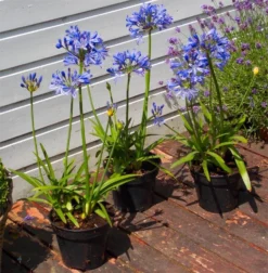 Agapanthus Charlotte - Hardy Blue Nile Lily - Pack Of THREE Plants In Bud & Bloom