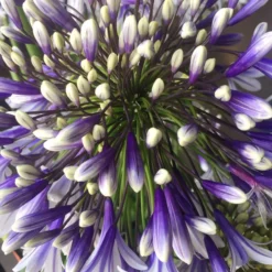 Agapanthus Fireworks - Lily Of The Nile Plants - XXXL Plants -Plant Garden World agapanthus fireworks 1 1
