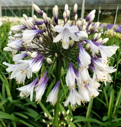 Agapanthus Fireworks - Hardy Bicolour Blue & White Nile Lily -Plant Garden World agapanthus fireworks 2