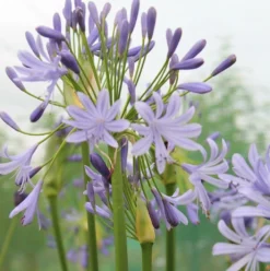 Agapanthus Lavender Haze