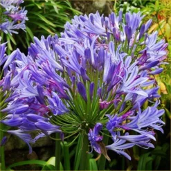 Agapanthus Charlotte - Hardy Blue Nile Lily - Pack Of THREE Plants In Bud & Bloom -Plant Garden World agapanthus light blue750x750