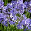 Agapanthus Star Quality