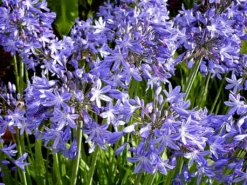 Agapanthus Star Quality