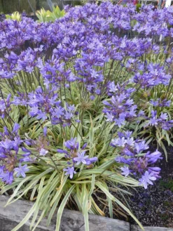 Agapanthus Summer Sky - Golden Variegated Agapanthus -Plant Garden World agapanthus summer gold 3