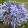 Agapanthus Summer Sky - Golden Variegated Agapanthus