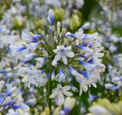 Agapanthus Africanus Twister - Hardy Bicolour Blue & White Twister Nile Lily -Plant Garden World agapanthus twister 1