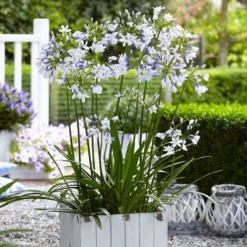 Agapanthus Africanus Twister - Hardy Bicolour Blue & White Twister Nile Lily -Plant Garden World agapanthus twister 4