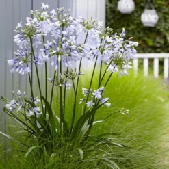 Agapanthus Africanus Twister - Hardy Bicolour Blue & White Twister Nile Lily -Plant Garden World agapanthus twister 5