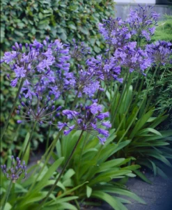 Agapanthus Charlotte - Hardy Blue Nile Lily - Pack Of THREE Plants In Bud & Bloom -Plant Garden World agapanthus visi18111 x750