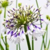 Agapanthus Fireworks - Hardy Bicolour Blue & White Nile Lily