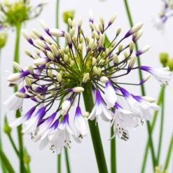 Agapanthus Fireworks - Hardy Bicolour Blue & White Nile Lily