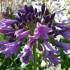 Agapanthus Poppin Purple - Lily Of The Nile - XXXL Plants