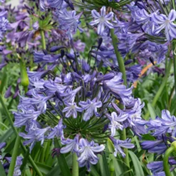 Agapanthus Poppin Star - Lily Of The Nile Plants - XXXL Plants -Plant Garden World agapanthus poppin star closeup1 scaled