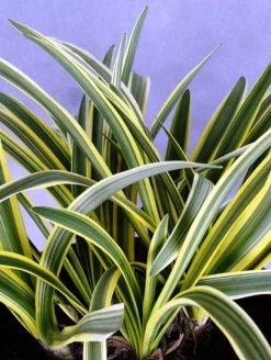 Agapanthus Summer Sky - Golden Variegated Agapanthus -Plant Garden World agapanthus summer sky 1