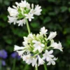Agapanthus Ever White