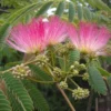 Albizia Julibrissin Rosea - Silk Tree Albizzia Tree