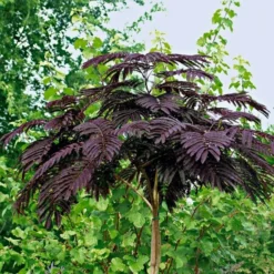 Albizia Julibrissin Summer Chocolate - Purple Silk Tree - Circa 100-120cm 9 Albizia Julibrissin Summer Chocolate - Purple Silk Tree - Circa 100-120cm -Plant Garden World albizzia summer chocolate 1 1