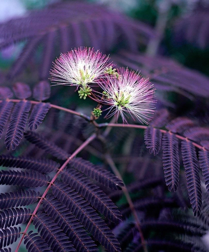Albizia Julibrissin Summer Chocolate - Purple Silk Tree - Circa 100-120cm 4 Albizia Julibrissin Summer Chocolate - Purple Silk Tree - Circa 100-120cm - Image 4