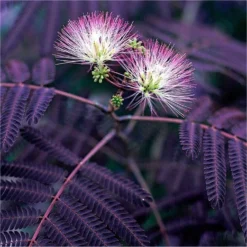 Albizia Julibrissin Summer Chocolate - Purple Silk Tree - Circa 100-120cm