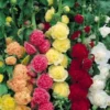 Hollyhock Chaters Doubles - Pack Of THREE Plants
