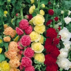 Hollyhock Chaters Doubles - Pack Of THREE Plants
