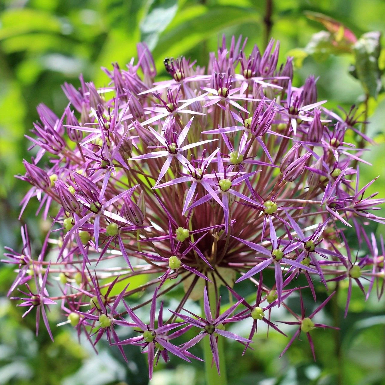 Allium Christophii - Star Of Persia - Pack Of 40 Bulbs 1 Allium Christophii - Star Of Persia - Pack Of 40 Bulbs