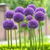 Allium Hollanicum Gladiator - Pack Of THREE Plants
