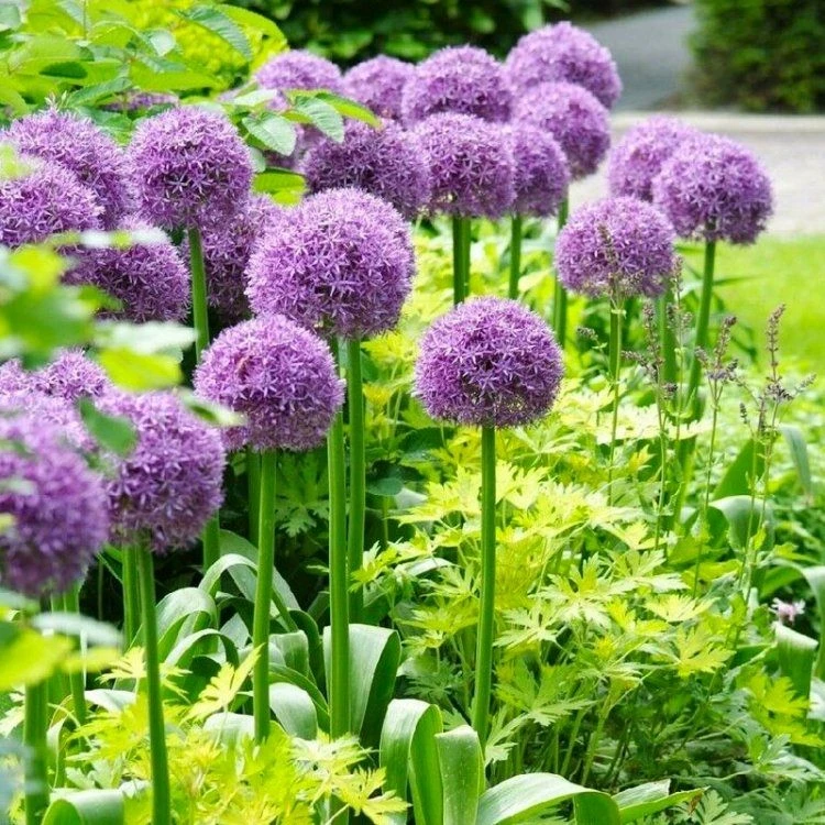 Allium Giant Globe Allium Mixed - Pack Of THREE Bulbs 1 Allium Giant Globe Allium Mixed - Pack Of THREE Bulbs