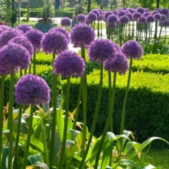 Allium Giant Globe Allium Mixed - Pack Of THREE Bulbs 5 Allium Giant Globe Allium Mixed - Pack Of THREE Bulbs -Plant Garden World allium globemaster2