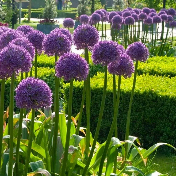 Allium Giant Globe Allium Mixed - Pack Of THREE Bulbs 3 Allium Giant Globe Allium Mixed - Pack Of THREE Bulbs - Image 3