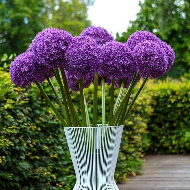 Allium Giant Globe Allium Mixed - Pack Of THREE Bulbs 2 Allium Giant Globe Allium Mixed - Pack Of THREE Bulbs - Image 2