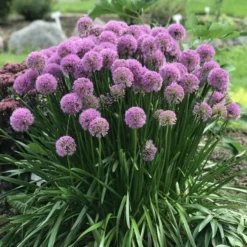 Allium Senescens Millenium - Amazing Summer Flowering Allium -Plant Garden World allium millenium 2