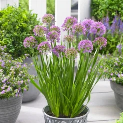 Allium Senescens Millenium - Amazing Summer Flowering Allium -Plant Garden World allium millenium 4