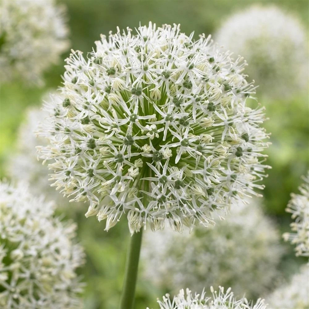 Allium Stipitatum Mount Everest 1 Allium Stipitatum Mount Everest
