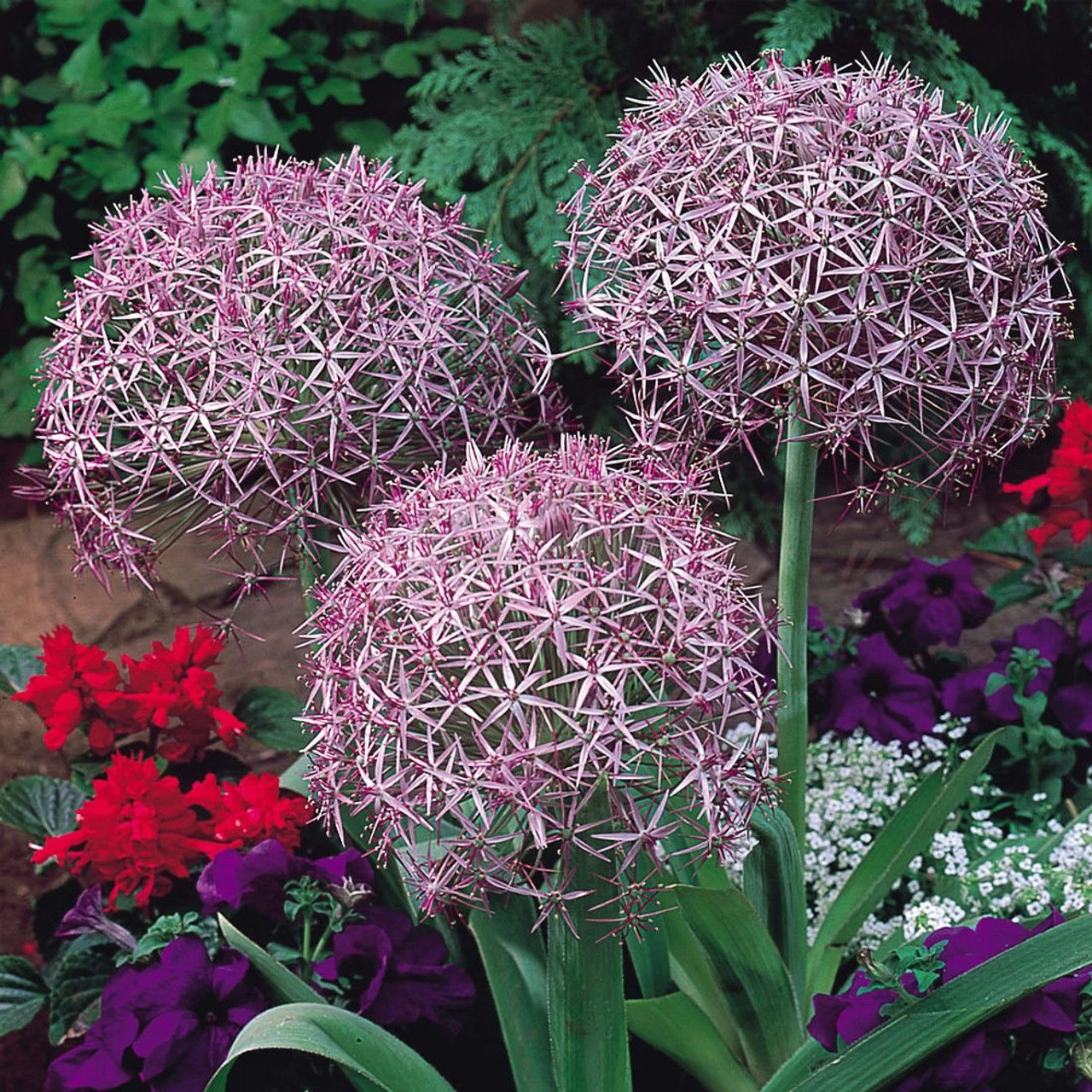 Allium Christophii - Star Of Persia - Pack Of 40 Bulbs 2 Allium Christophii - Star Of Persia - Pack Of 40 Bulbs - Image 2