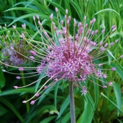 Allium Schubertii - Giant Sparkler Firework Allium -Plant Garden World allium schubertii3 1