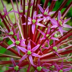 Allium Schubertii - Giant Sparkler Firework Allium -Plant Garden World allium schubertii4 1