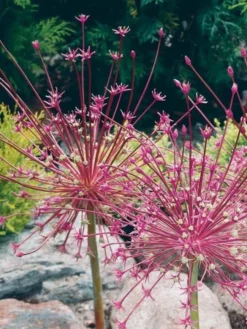Allium Schubertii - Giant Sparkler Firework Allium -Plant Garden World allium schubertii 1